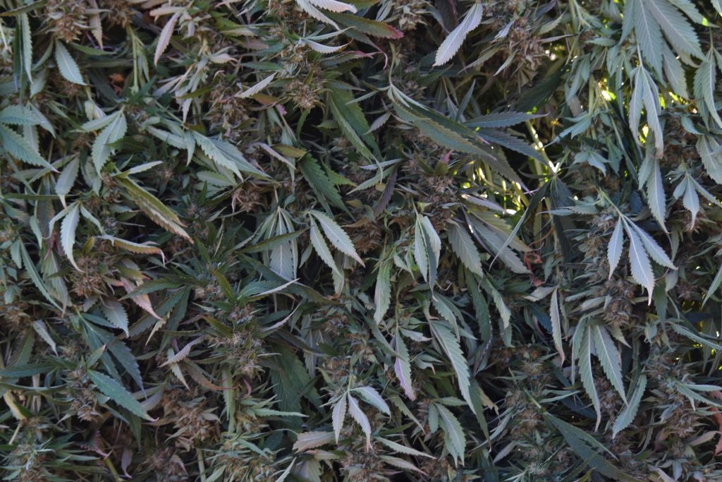 AVO Cannabis flowers