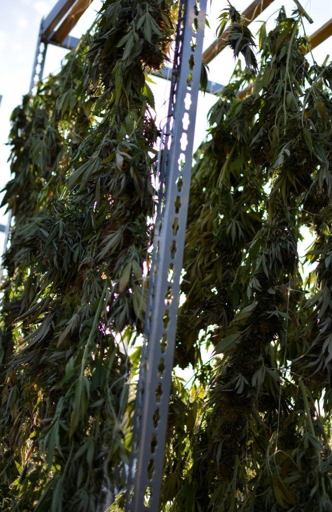 AVO Cannabis harvest hanging to dry 