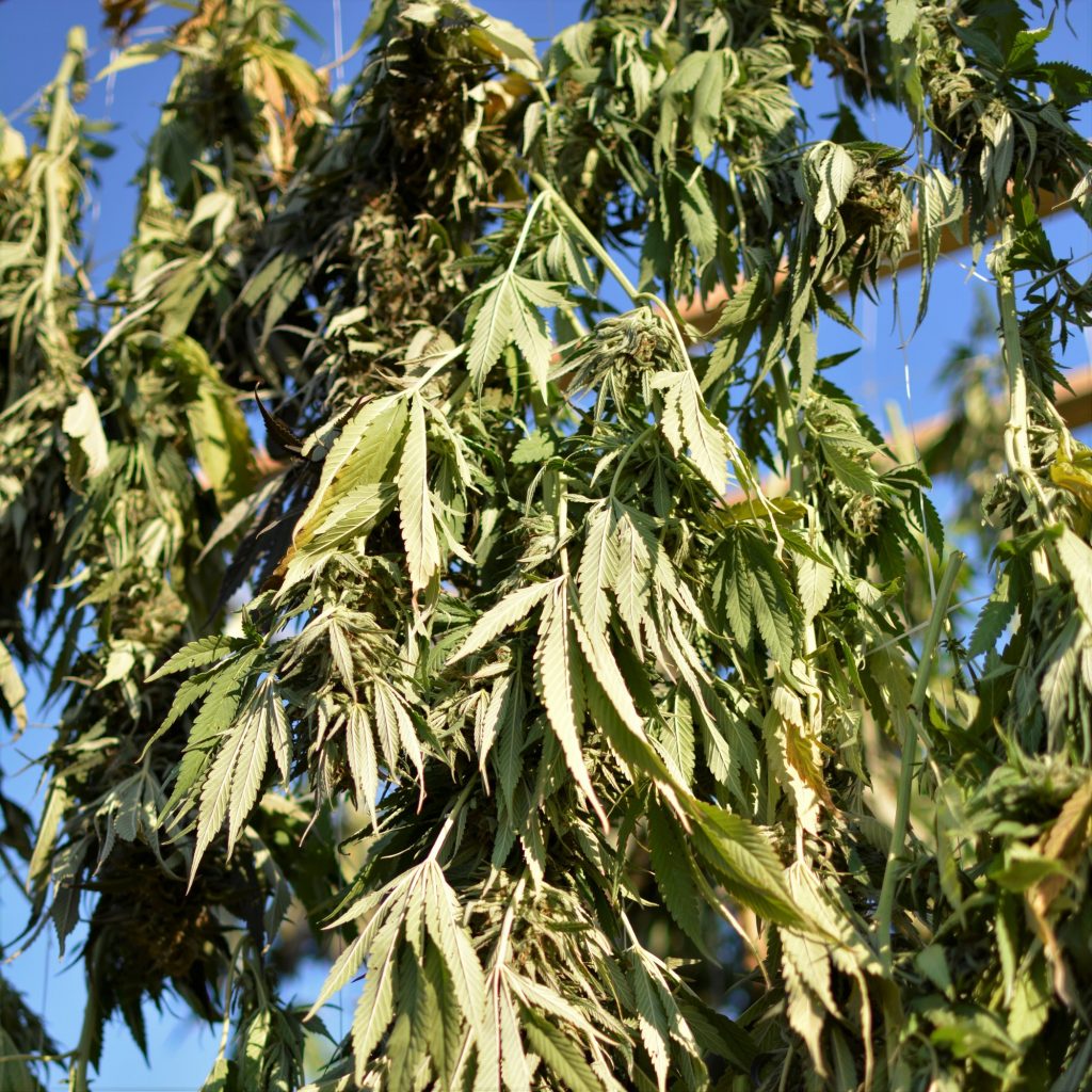AVO Cannabis harvest crop hanging to dry 