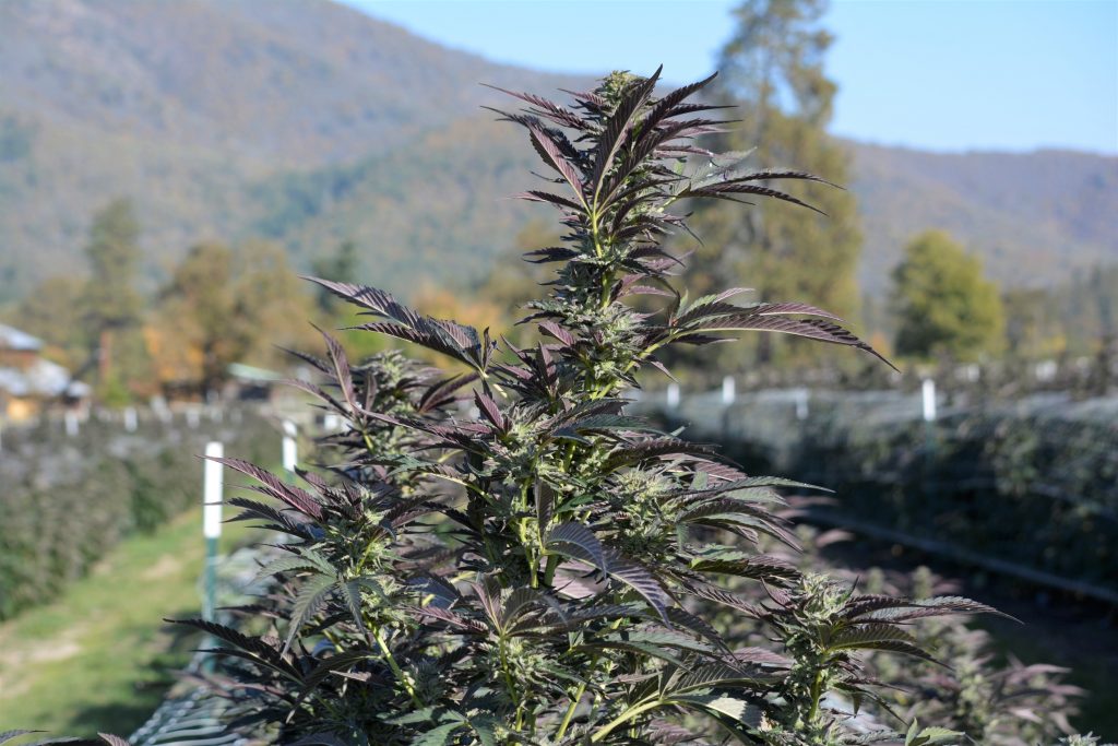 2019 AVO Cannabis Plants