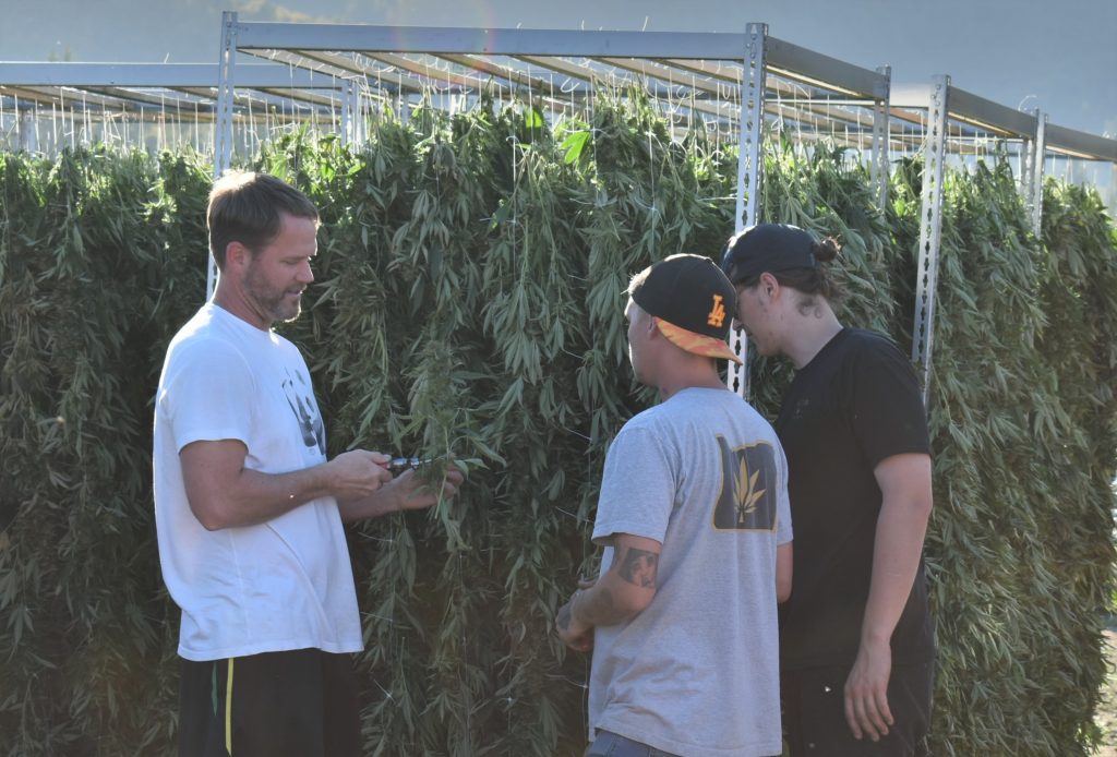 CEO Jeremy Pratt demonstrating how to cut the cannabis plant