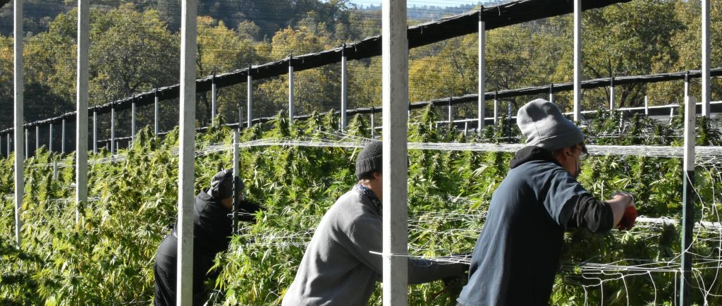 AVO Employees harvesting cannabis plants in Southern Oregon