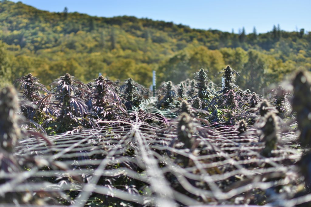 2019 AVO Cannabis Crop ready for harvest in Southern Oregon