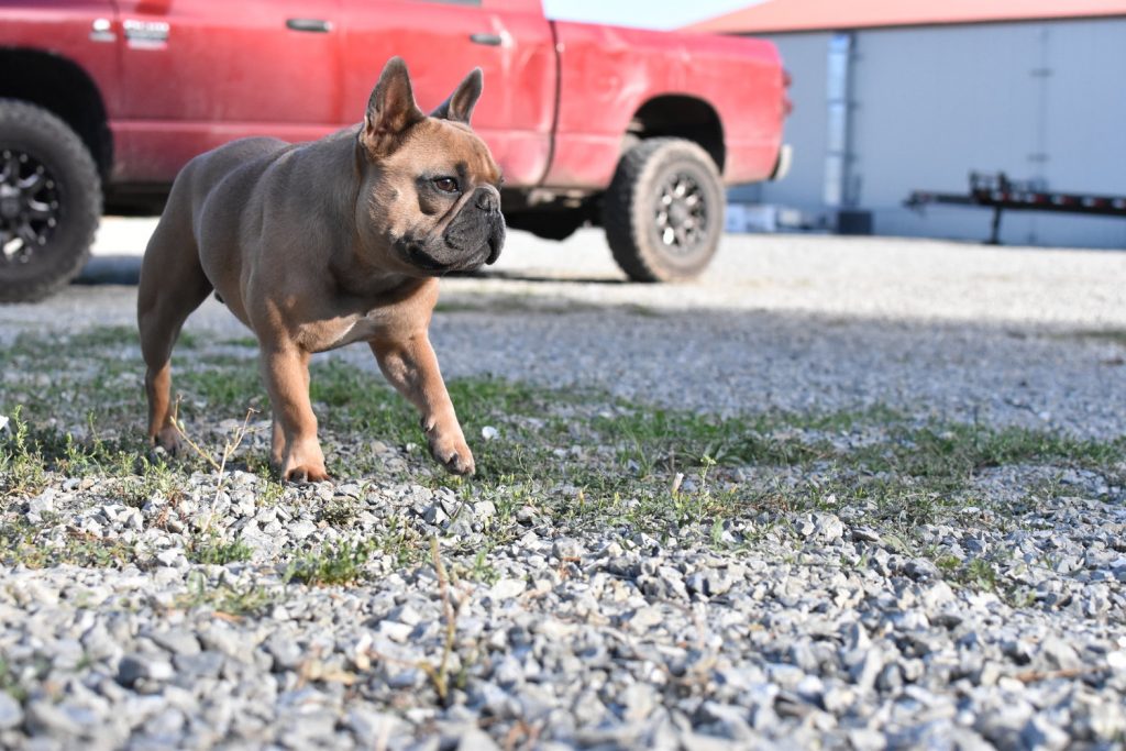 Dog roaming the farm