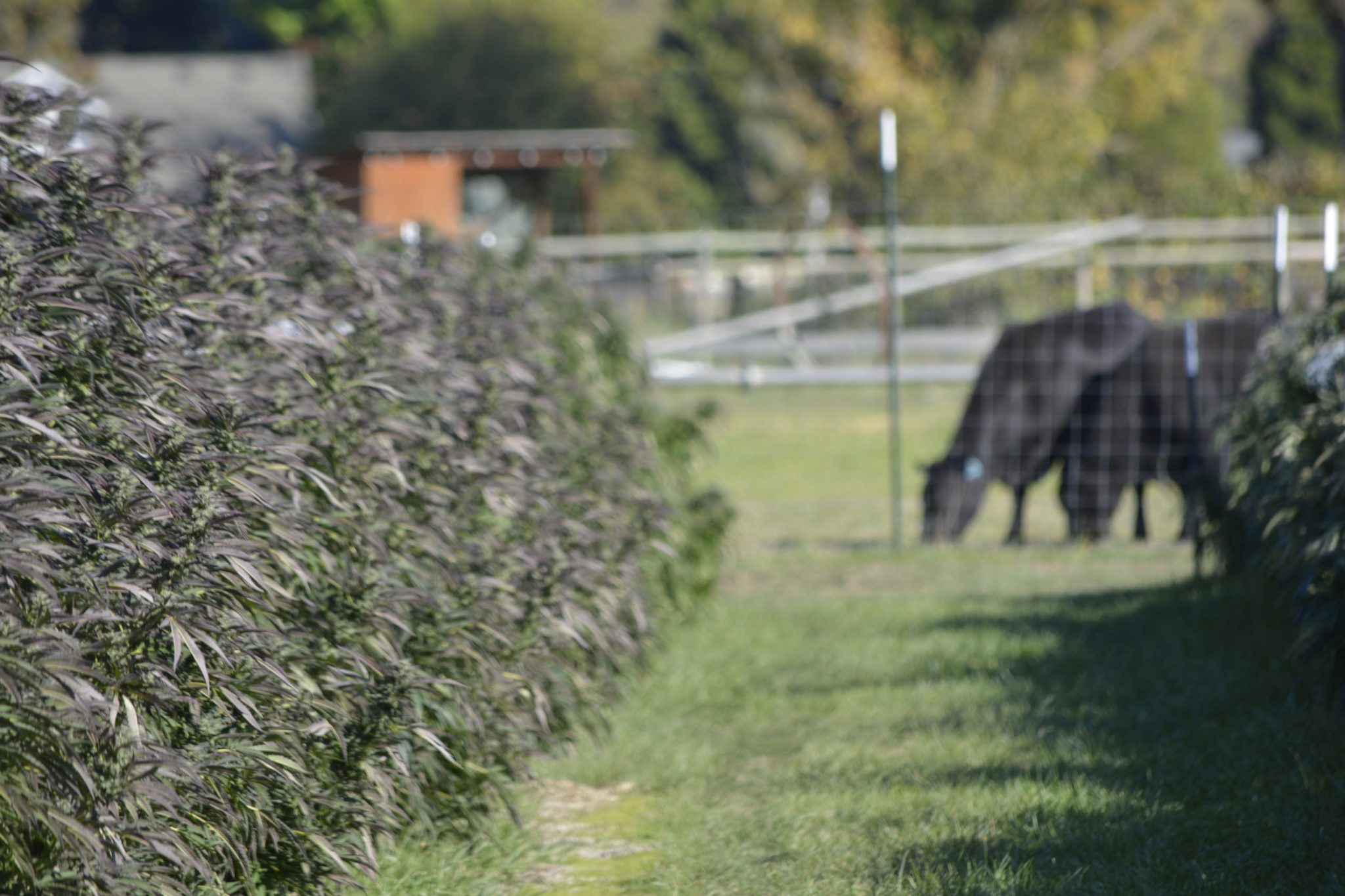 Down On The Avo Cannabis Farm Nectar Markets