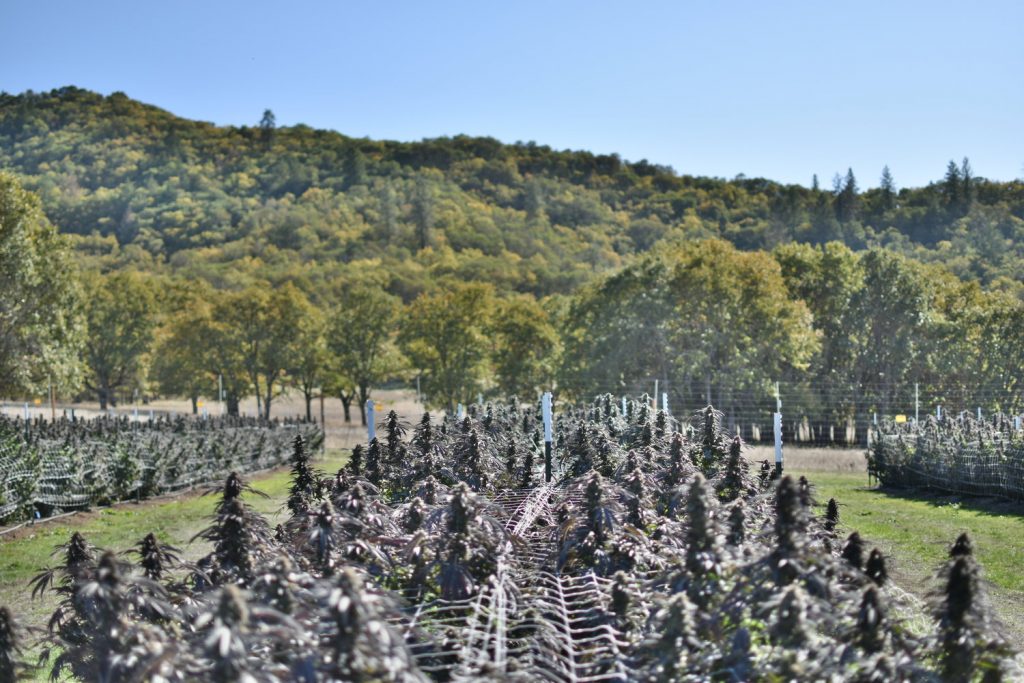 2019 Cannabis Crop on AVO Farms in Southern Oregon