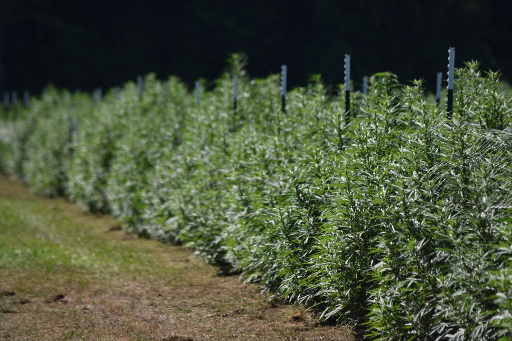 Cannabis strain grown by AVO in 2019