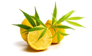 Citrus tends to have the sour-to sweet terpene profile 
