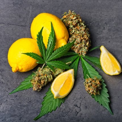terpenes can be found in both indica and sativa cannabis plants