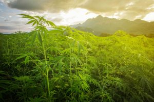 Many Cannabis Landraces Can be found in Asia 