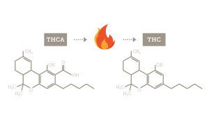 THCa turning into THC