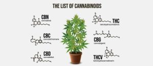 Cannabinoids Have Unique Effects Beyond THC percentage