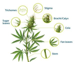 Overall Structure of The Cannabis Plant 