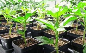 Adolescent Cannabis Plants