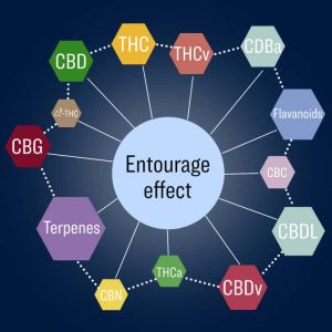 THC and CBD are integral to the Entourage Theory 