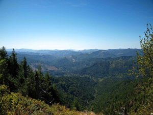 Beautiful Nature of Oregon's Tillamook Forest 