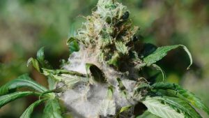 Poor Cannabis Storage can lead to moldy bud such as this 