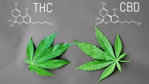 THC and CBD are the two most popular cannabinoids