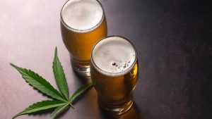 Cannabis and Alcohol Are Often Paired Together 