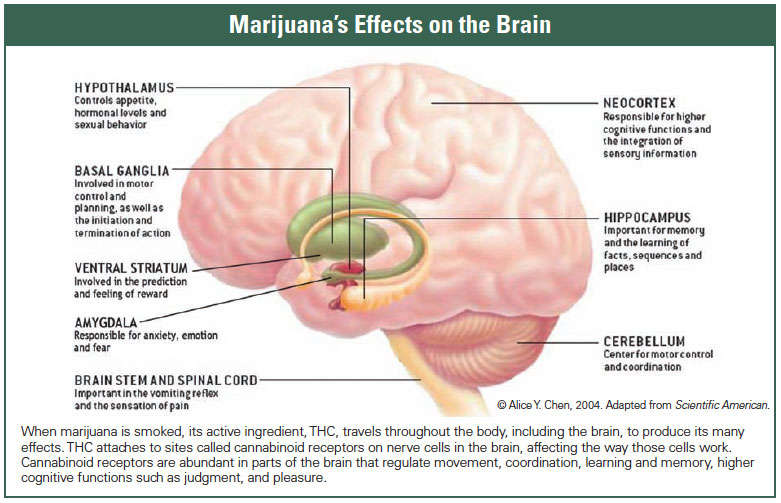 Cannabis Brain Effects
