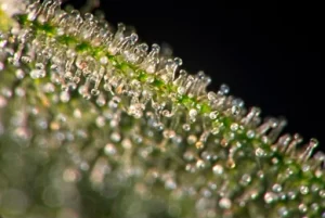 Trichomes 